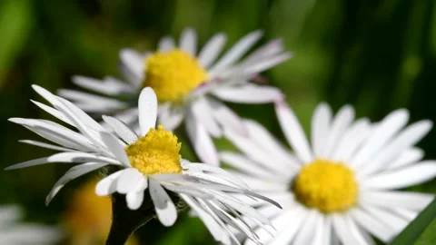 Daisies in the rays of the spring sun. Stock-Footage 147841362