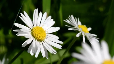 Daisies in the rays of the spring sun. 動画素材 147841571