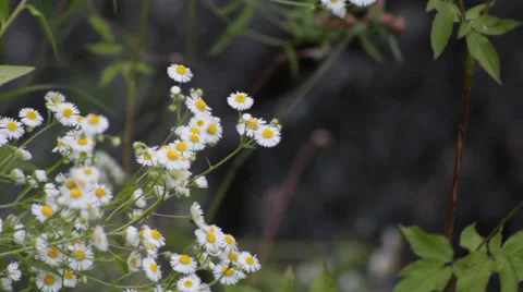 Daisies on a river bank Stock Footage 27881656