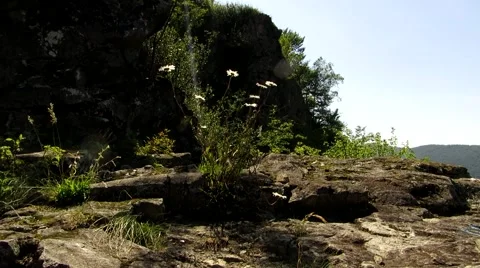 Daisies on rock Stock Footage 68796863