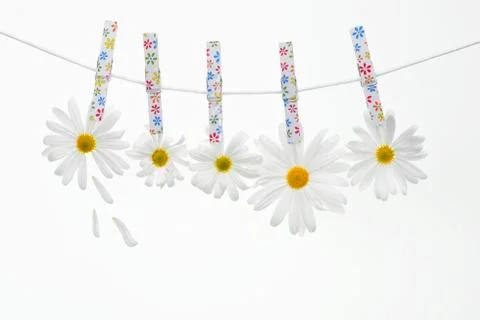 Daisies on the Rope Stock Photos
