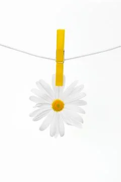 Daisies on the Rope Stock Photos