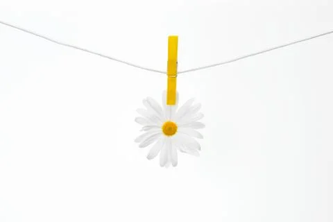 Daisies on the Rope Stock Photos