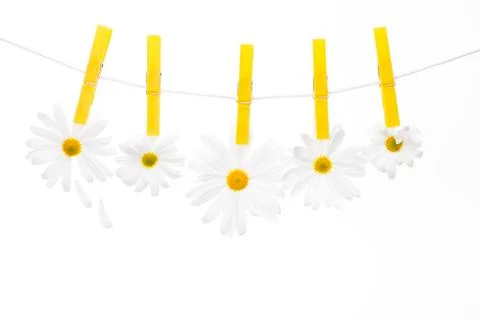 Daisies on the Rope Stock Photos