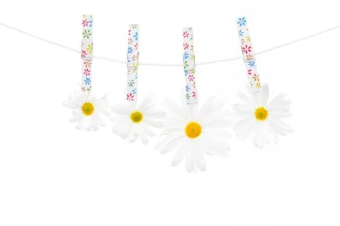 Daisies on the Rope Stock Photos