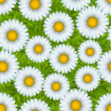 Daisies seamless pattern Stock Illustration