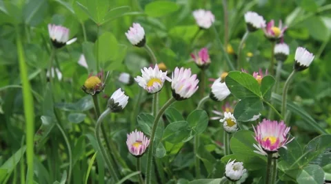 Daisies shaken by the wind Stock Footage 40341297