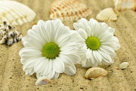  Daisies with shells Stock Photos
