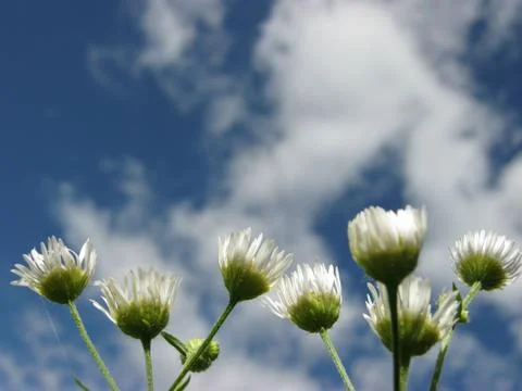 Daisies with sky in background 写真素材