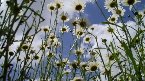 Daisies up to sky Video stock 1034074