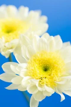 Daisies in the sky Stock Photos