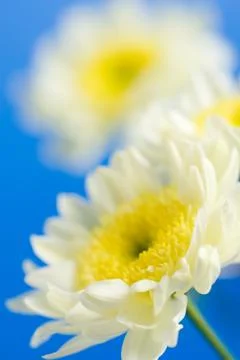 Daisies in the sky Stock Photos