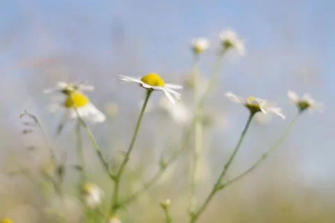 Daisies in the sky Stock Photos