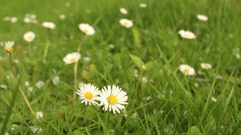 Daisies in Spring Stock Footage 240657742