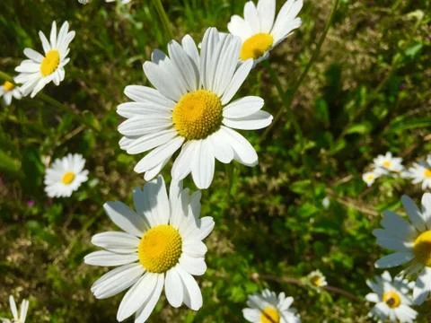 Daisies at spring Stock Photos