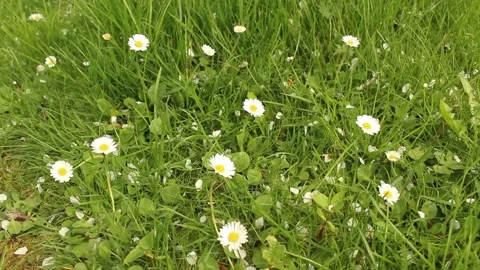 Daisies in Spring Time Stock Footage 240657715