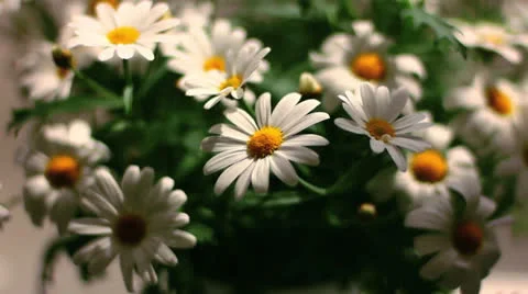 Daisies in the Springtime Sun Stock Footage 22954314