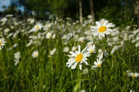 Daisies with summer feeling Stock Photos