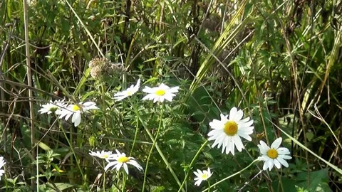Daisies in the summer garden  Stock Footage 150316583