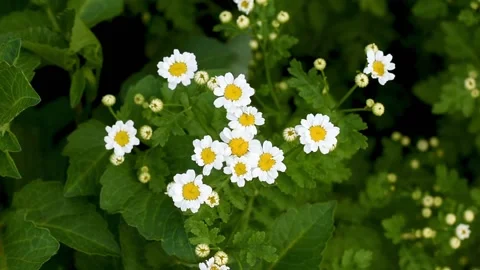 Daisies in the summer garden Stock Footage 154622206