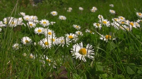 Daisies on summer meadow Stock Footage 413767