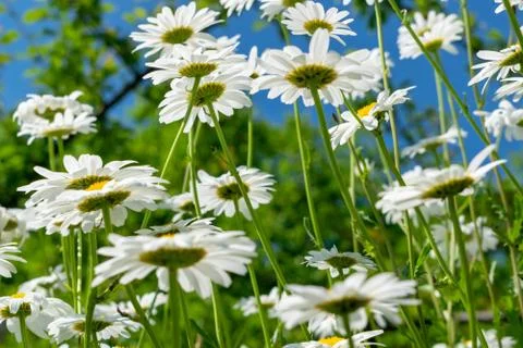 Daisies in summer Stock Photos