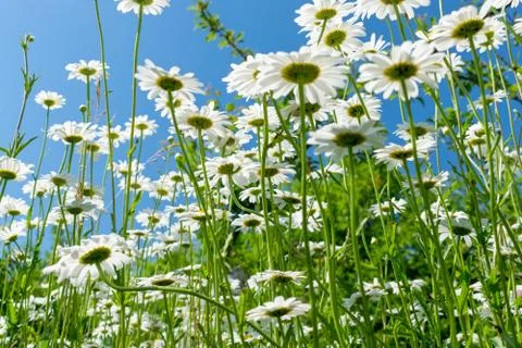 Daisies in summer Stock-Fotos