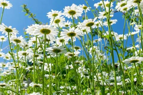 Daisies in summer Stock Photos