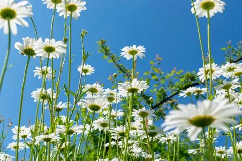 Daisies in summer Foto stock