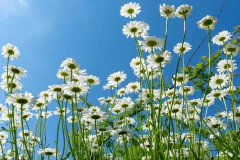 Daisies in summer Stock Photos