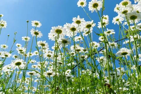 Daisies in summer Stock Photos