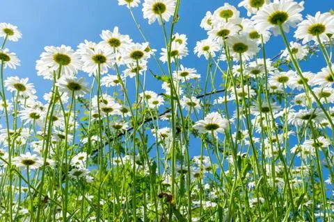 Daisies in summer Stock Photos