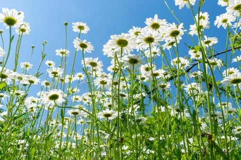 Daisies in summer Foto stock