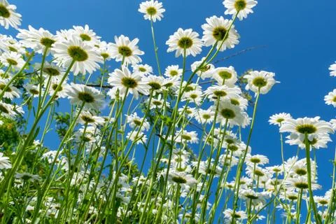 Daisies in summer Stock Photos