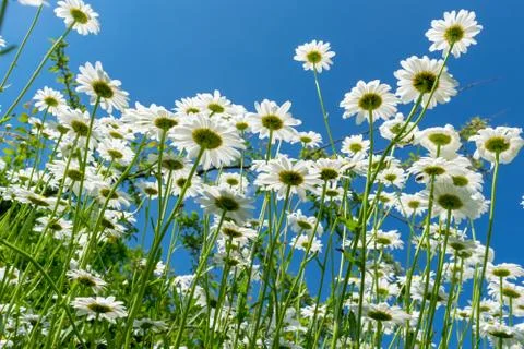 Daisies in summer Stock Photos
