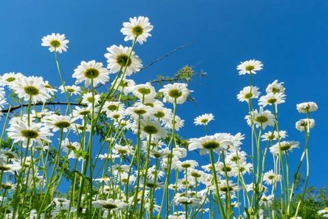 Daisies in summer Stock Photos