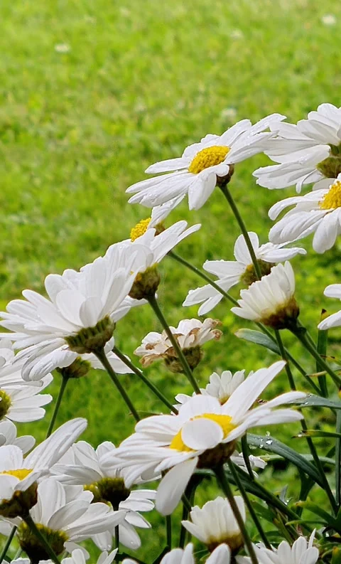 Daisies in summer rain Stock Footage 280936259