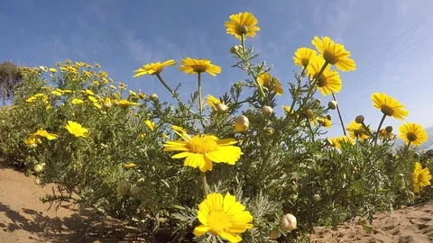 Daisies in the sun Stock Footage 76678831