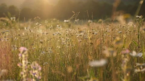 Daisies sunlight cobwebs. Stock Footage 198820095