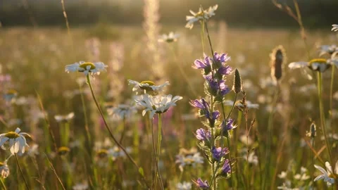 Daisies sunlight cobwebs. Stock Footage 232783138