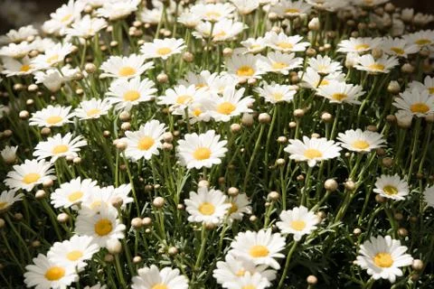 Daisies in sunlight Photos