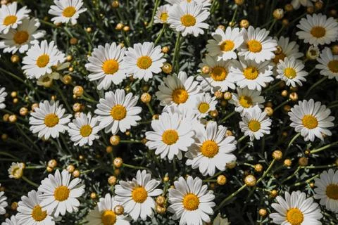 Daisies in sunlight Stock-Fotos