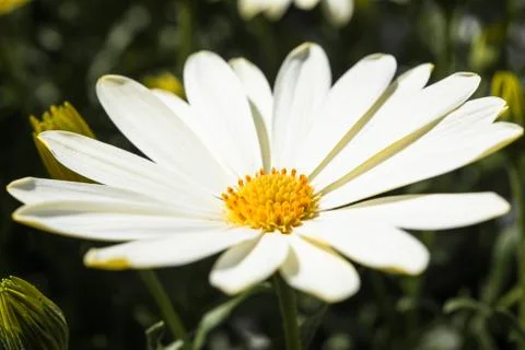 Daisies in sunlight Photos