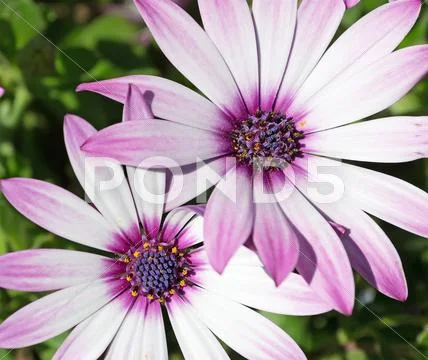 Daisies on a sunny dady Stock Photos