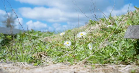 Daisies on a sunny day Stock Footage 238995046