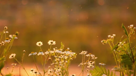 Daisies at sunset Stock Footage 39587799