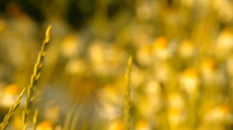 Daisies At Sunset Vídeos de archivo 52229752