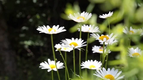 Daisies in the Sunshine 스톡 동영상 89141298