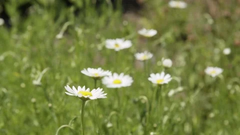 Daisies sway in the breeze in summer. 4k60p Stock Footage 135051153