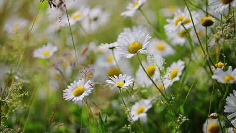Daisies sway gently in a summer breeze over a lush green meadow. Stock Footage 307621744